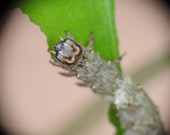 Catocala sponsa