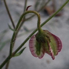 Osteospermum dentatum
