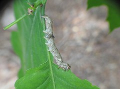 Catocala sponsa