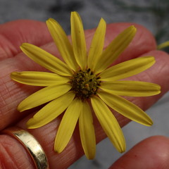 Osteospermum dentatum