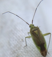 Closterotomus trivialis