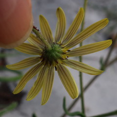 Osteospermum dentatum