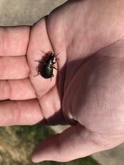 Calosoma cancellatum