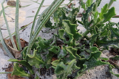 Osteospermum dentatum