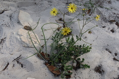 Osteospermum dentatum
