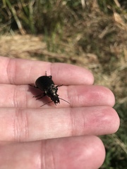 Calosoma cancellatum