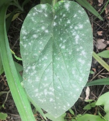 Golovinomyces asperifoliorum