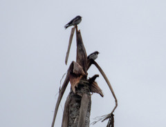 Tachycineta albiventer