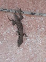 Phoenicolacerta laevis