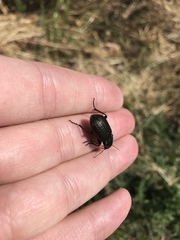 Calosoma cancellatum