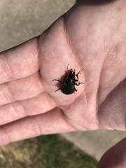 Calosoma cancellatum