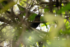 Cercomacra nigricans