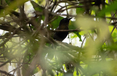 Cercomacra nigricans