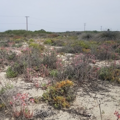 Dudleya caespitosa