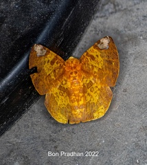 Pseudomiza leucogonia