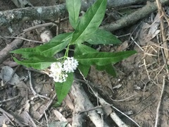 Asclepias perennis