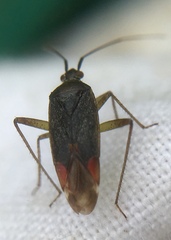 Closterotomus trivialis