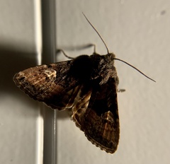 Euplexia