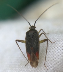 Closterotomus trivialis
