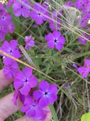 Phlox amoena