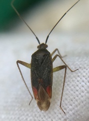 Closterotomus trivialis