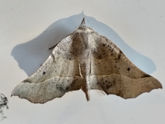 Drepanogynis determinata