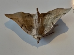 Drepanogynis determinata