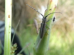 Agapanthia suturalis