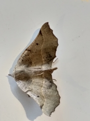 Drepanogynis determinata