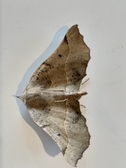 Drepanogynis determinata