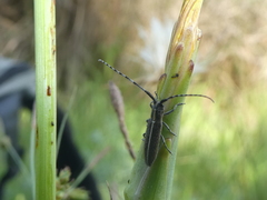 Agapanthia suturalis