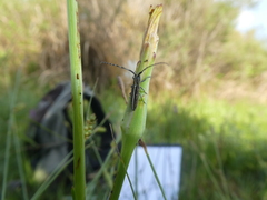 Agapanthia suturalis