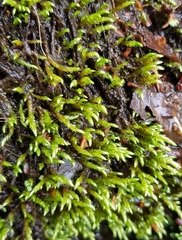 Brachythecium rivulare