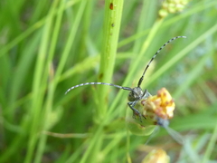 Agapanthia suturalis