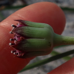 Othonna digitata
