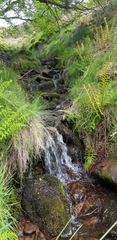 Brachythecium rivulare