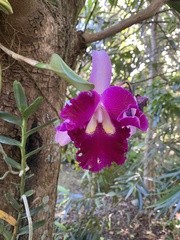Cattleya