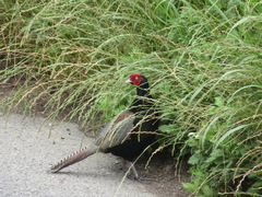 Phasianus versicolor