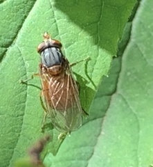 Rhingia rostrata