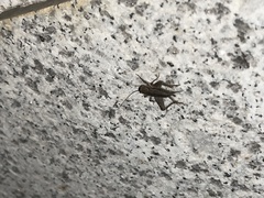 Loxoblemmus equestris