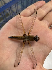 Libellula fulva