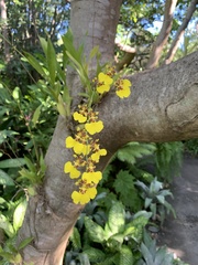 Cattleya