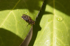 Chyliza leguminicola