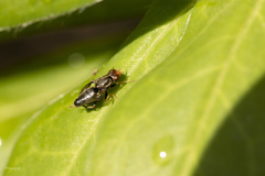 Chyliza leguminicola