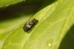 Chyliza leguminicola