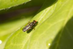 Chyliza leguminicola