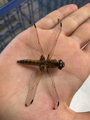 Libellula fulva