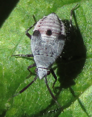 Heteroptera