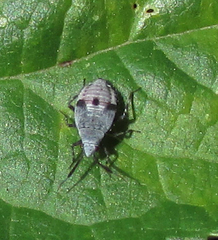 Heteroptera