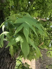 Liquidambar styraciflua